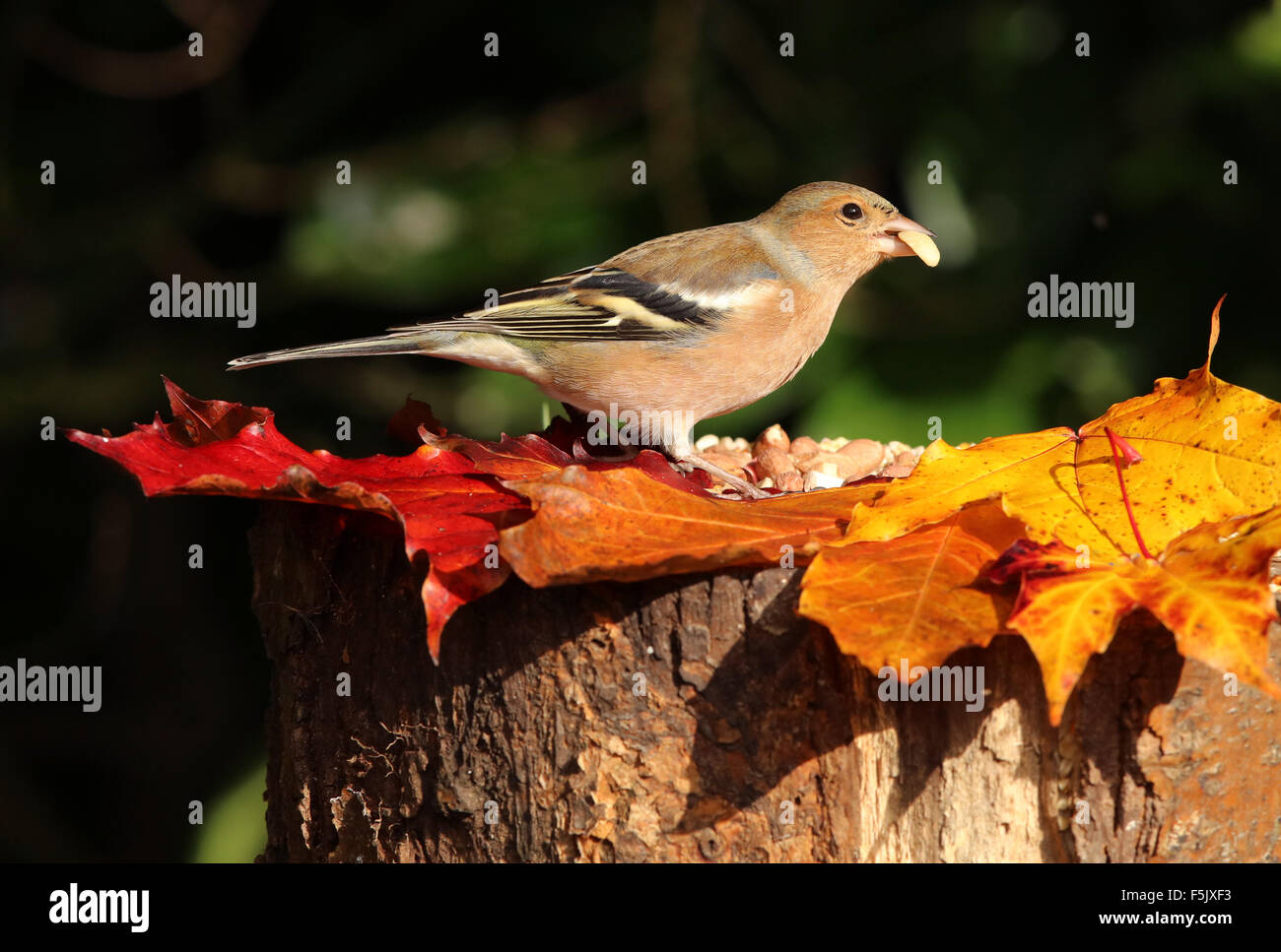 Close up of a male Chaffinch on a tree stump with autumn leaves Stock Photo