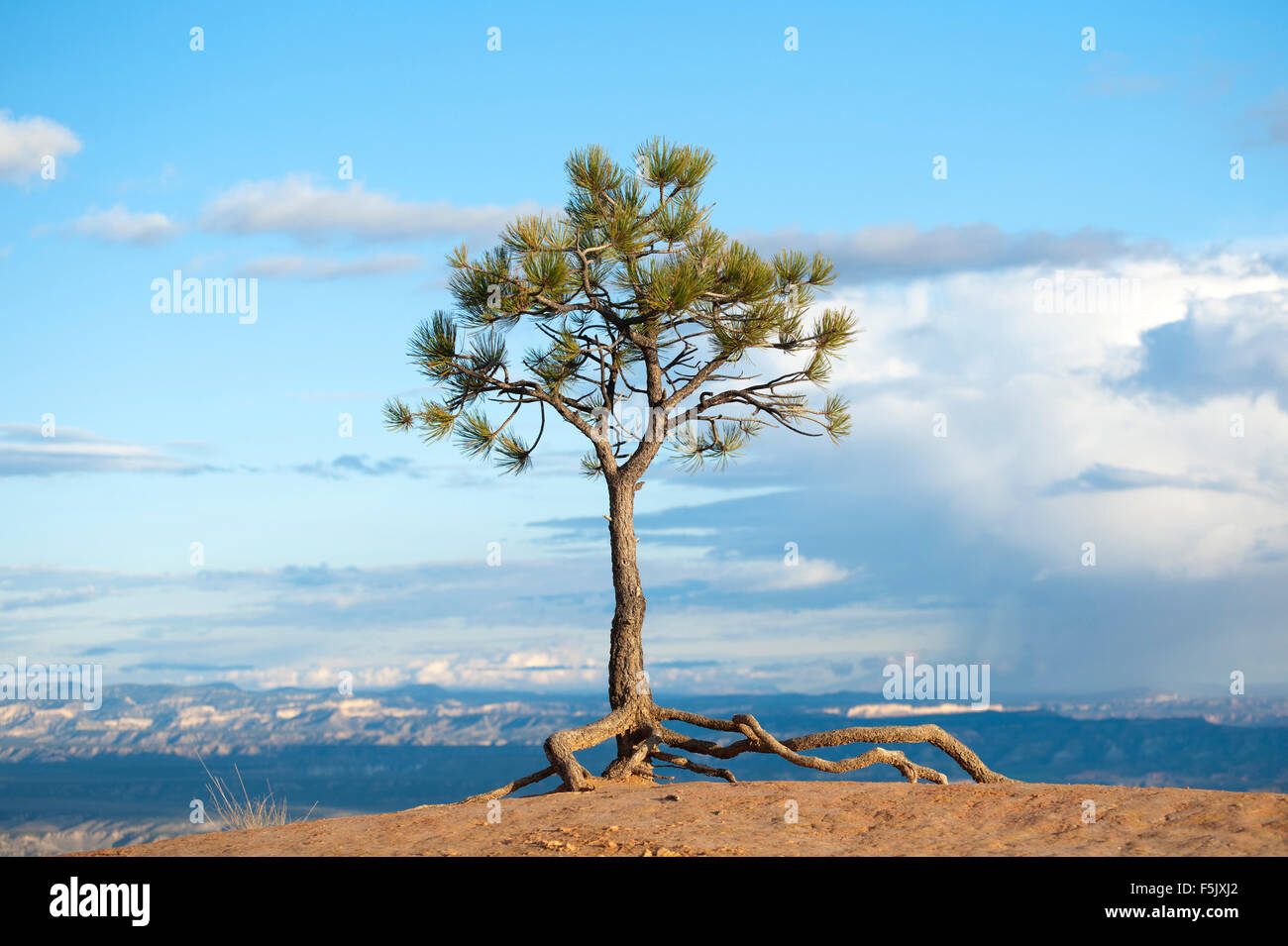 Lone pine tree on the edge of Bryce Canyon, Utah, USA. Stock Photo