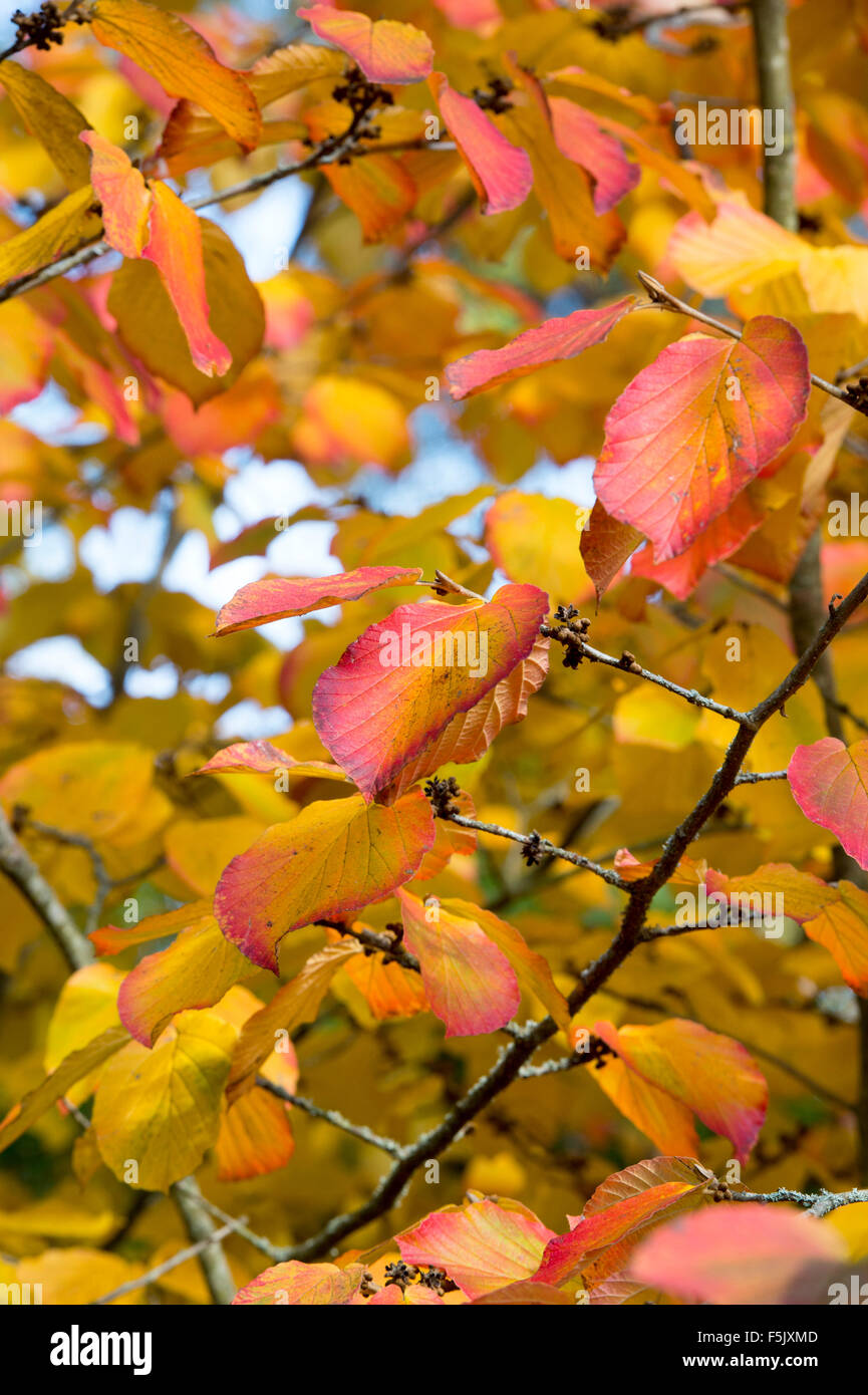 Witch hazel autumn foliage hamamelis hires stock photography and