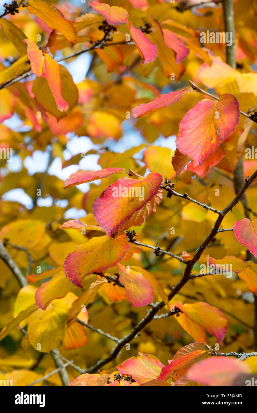 Hamamelis x Intermedia Orange Peel. Witch hazel 'Orange Peel' leaves changing colour in autumn. UK Stock Photo
