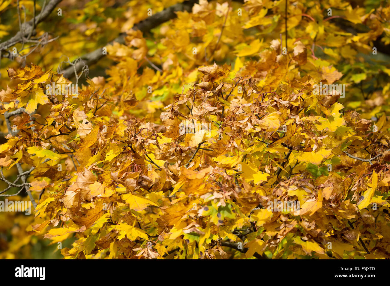 Autumn background with yellow and orange maple leaves Stock Photo - Alamy
