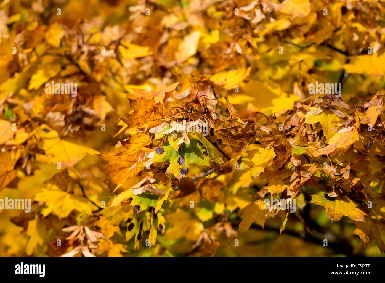 Autumn background with yellow and orange maple leaves Stock Photo - Alamy