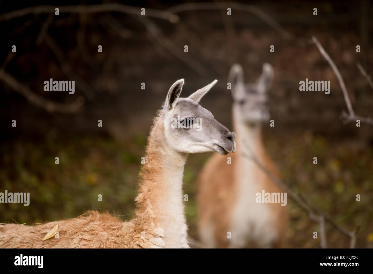 close up portrait of Guanako llama (Lama guanicoe) Stock Photo