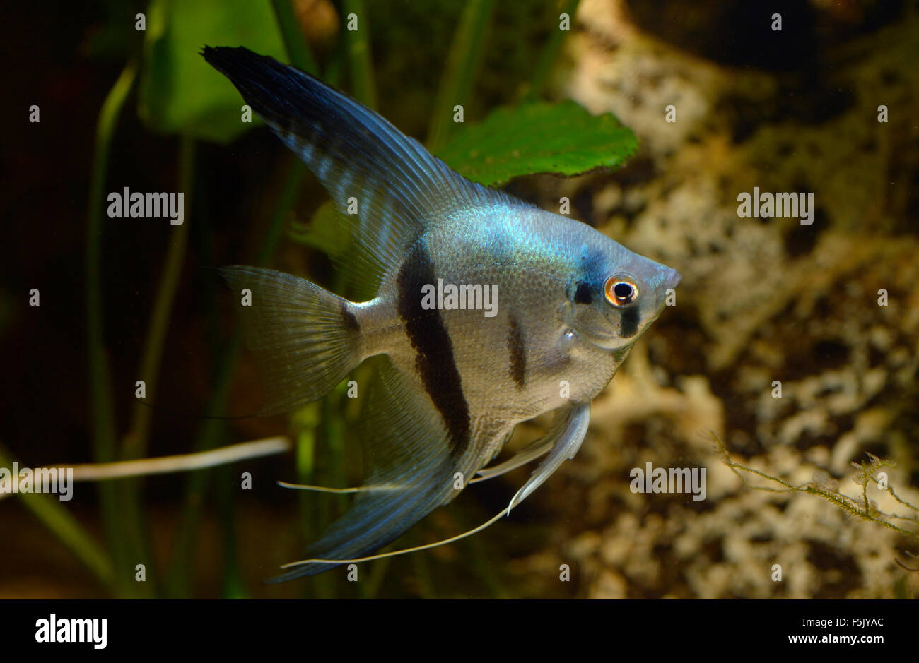 Angelfish (Pterophyllum scalare), blue, captive Stock Photo