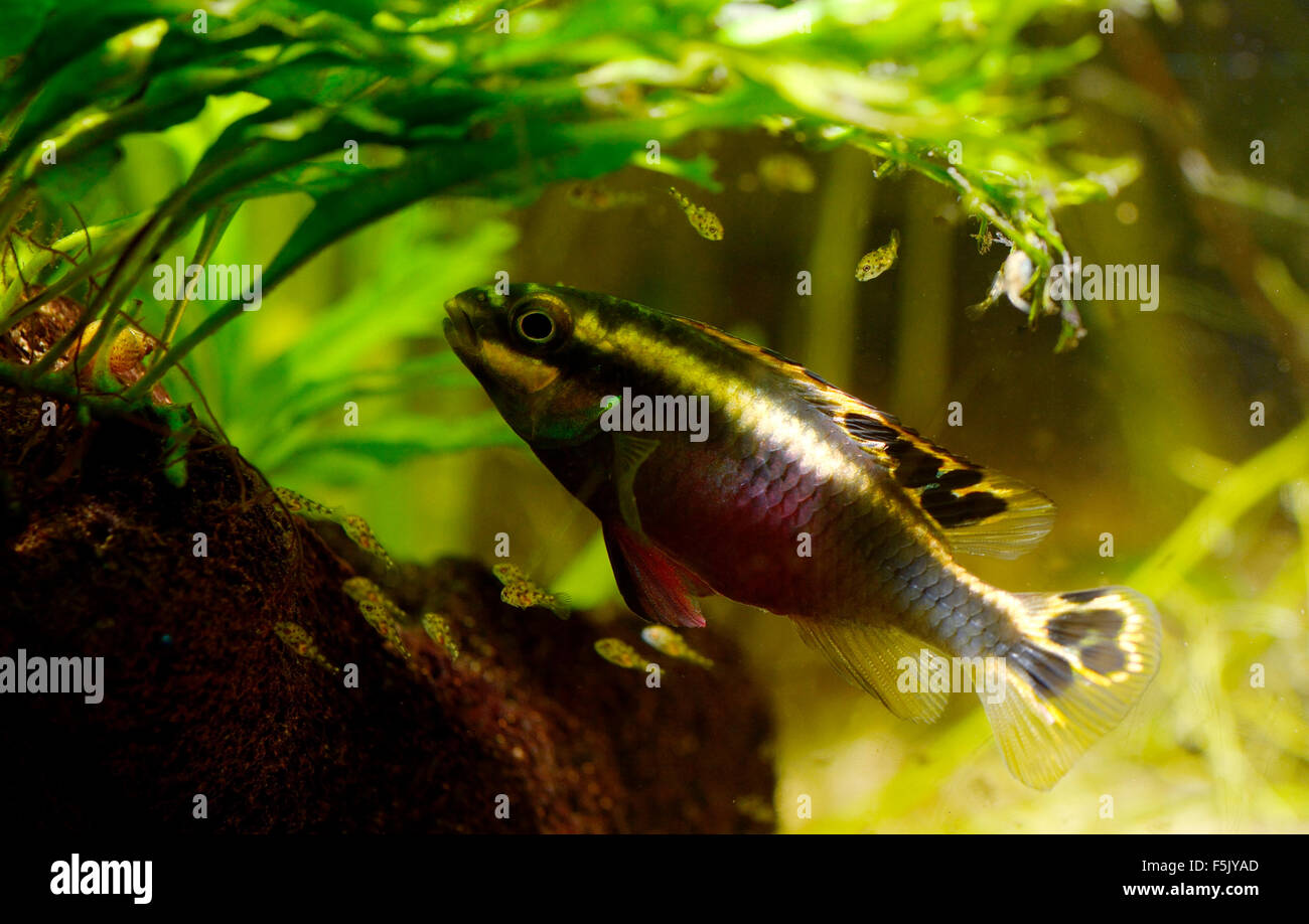 Kribensis cichlid (Pelvicachromis pulcher) with fry, Gr. Enzersdorf, Lower Austria, Austria Stock Photo