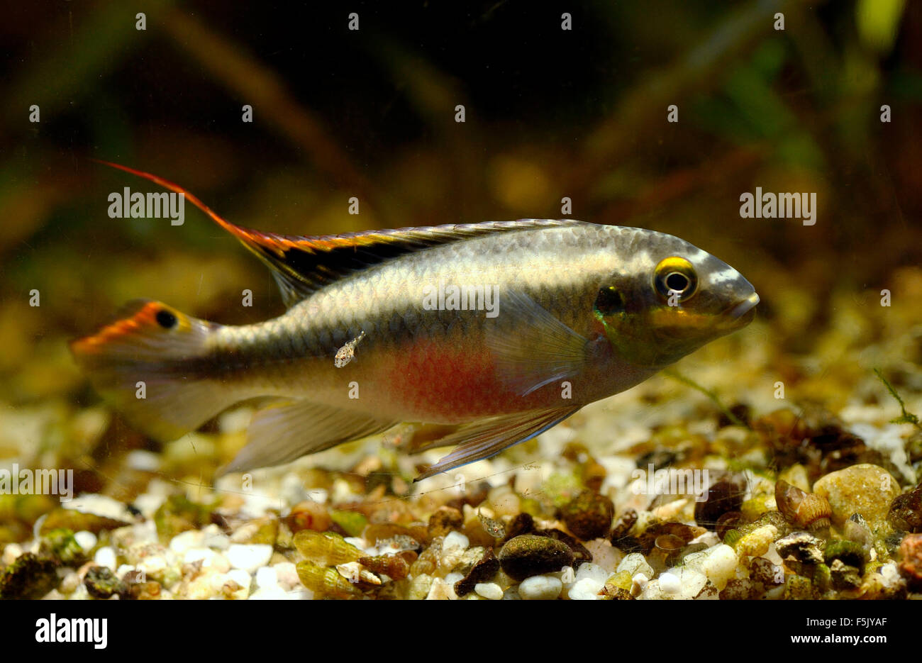 Kribensis cichlid (Pelvicachromis pulcher) with fingerling, captive Stock Photo