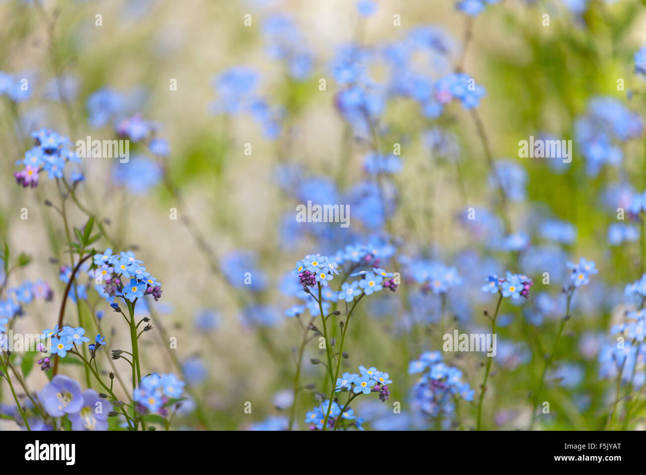 Forget-me-nots at Beth Chatto Gardens Stock Photo