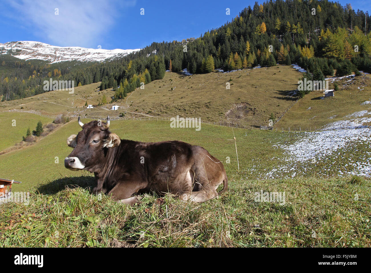 Cattle grazing mountain pasture hi-res stock photography and images - Alamy