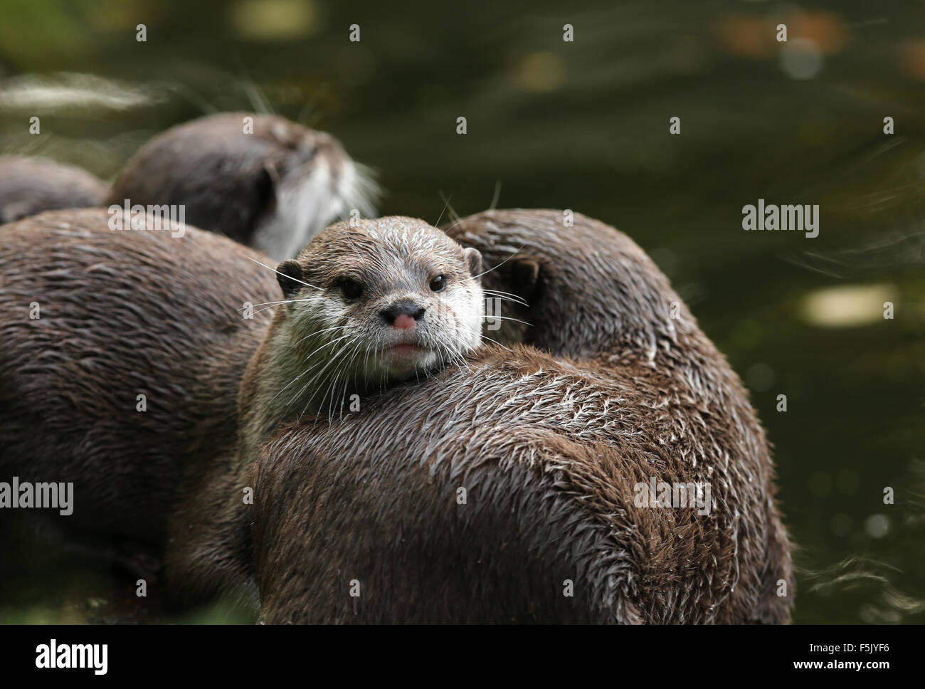 A pair of Oriental Short-Clawed Otters cuddling Stock Photo