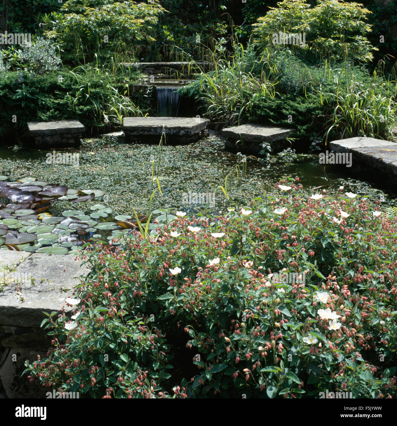 Pink cistus beside circular pool covered with pond weed and edged with large stone slabs in a country garden Stock Photo