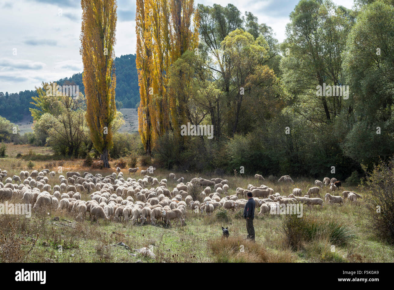 A shepherd with his flock near Tragacete in the Serrania de Cuenca, Castilla-la mancha, Central Spain Stock Photo