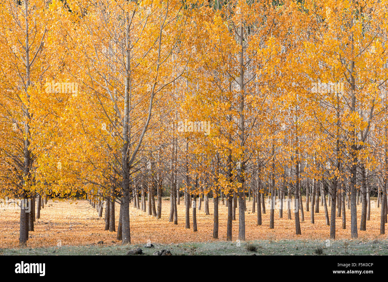 A plantation of Black Pollar trees, Populus nigra, in Autumn, near Tragacete in the Serrania de Cuenca, Castilla-la mancha, Cent Stock Photo