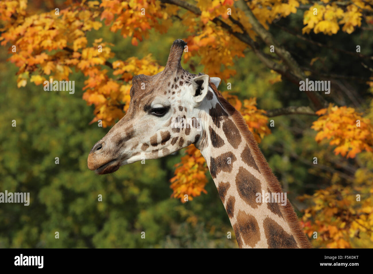 Close up of a Giraffe Stock Photo