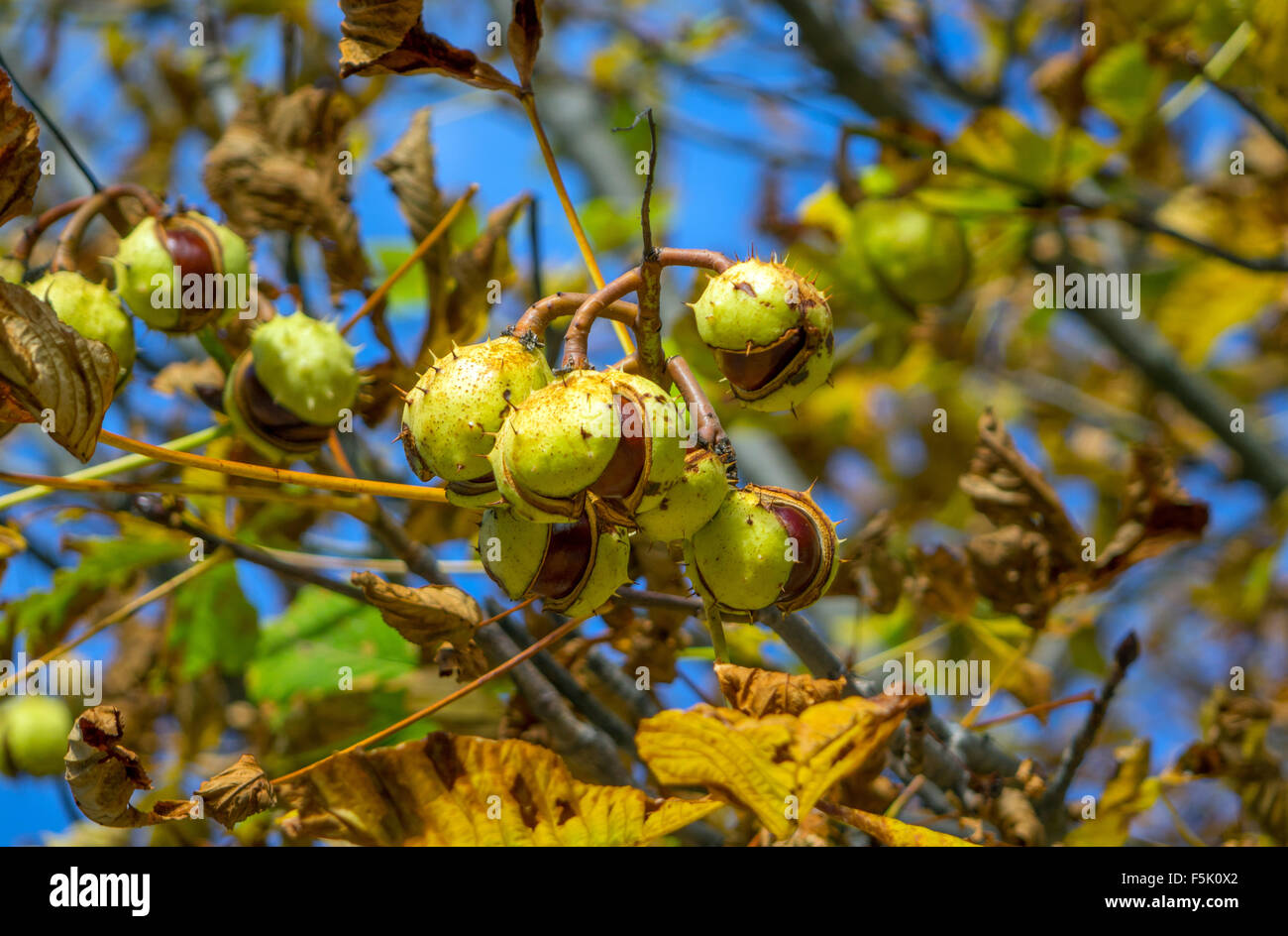 Horse Chestnuts fruit conkers hanging on tree Stock Photo