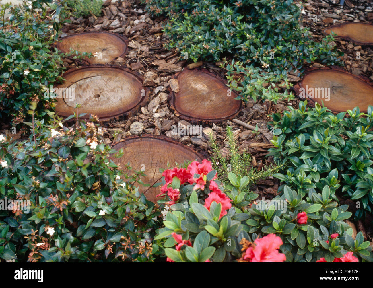 Close-up of low growing pink Azaleas beside log paved path Stock Photo