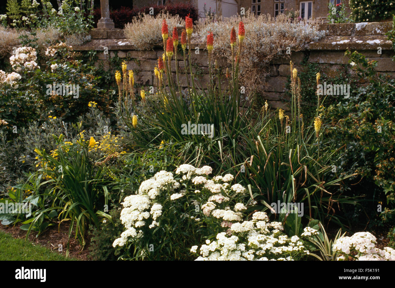 White phlox with red kniphofia in a summer border Stock Photo