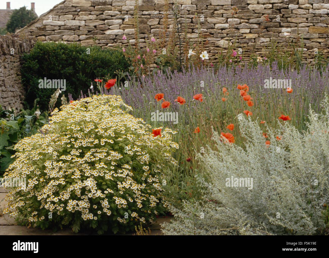 Lavender and poppies hi-res stock photography and images - Alamy
