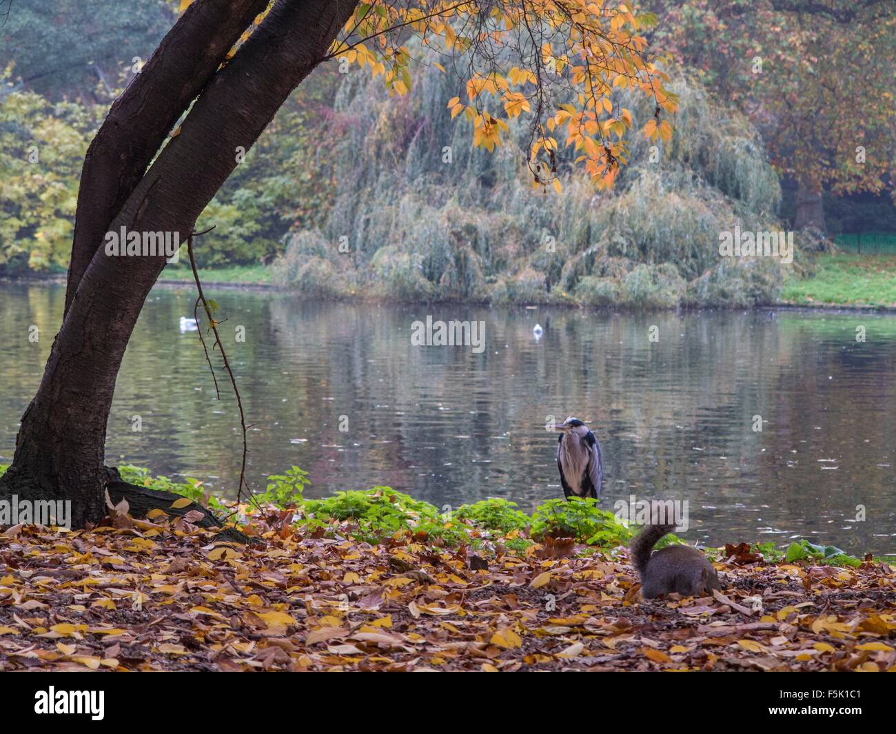 A heron and a squirrel in the foreground in St James's Park Stock Photo