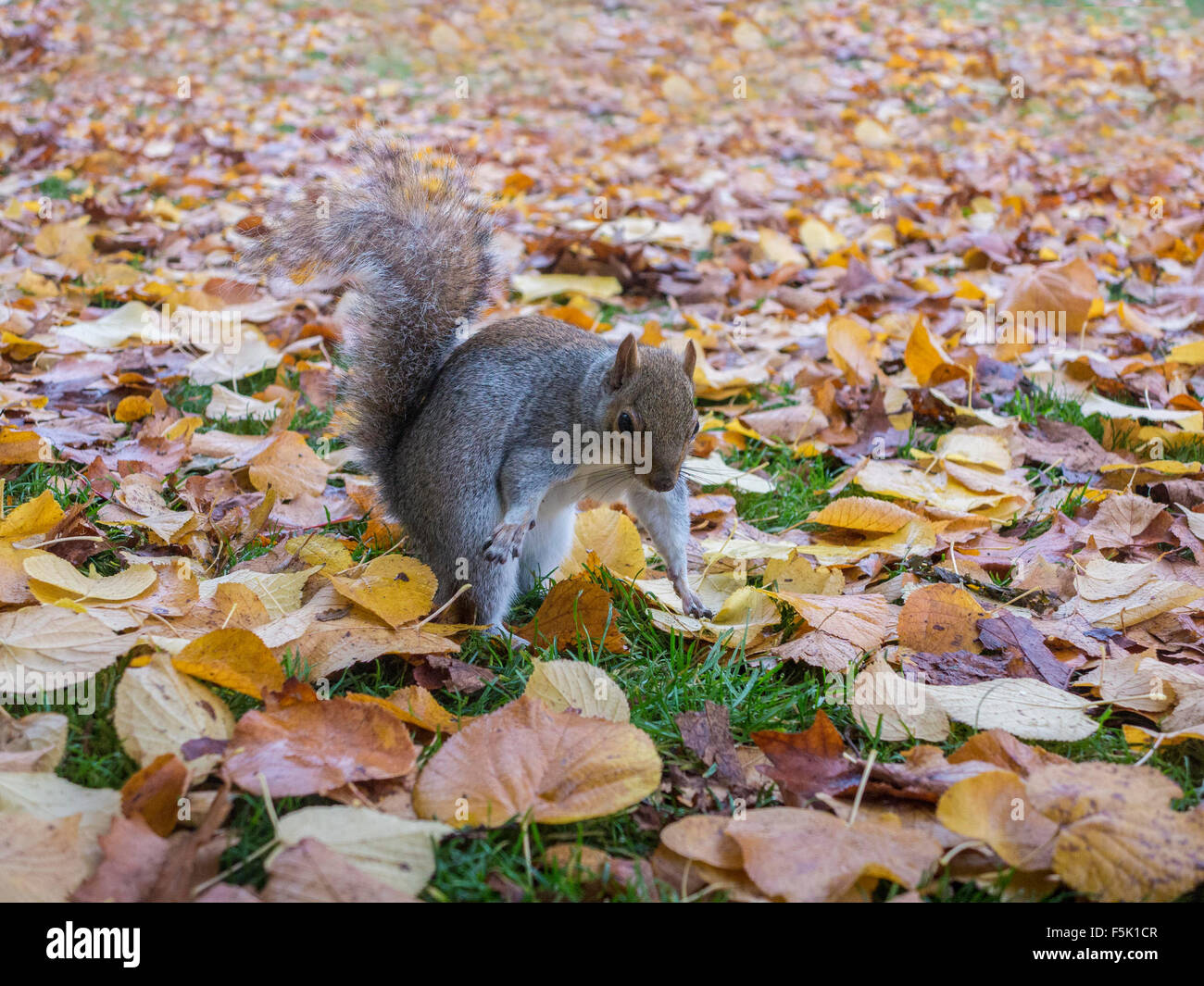 Squirrel burying nuts hires stock photography and images Alamy