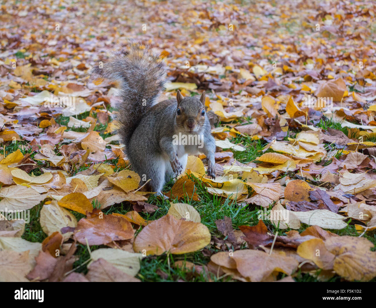 Squirrel burying nuts hires stock photography and images Alamy