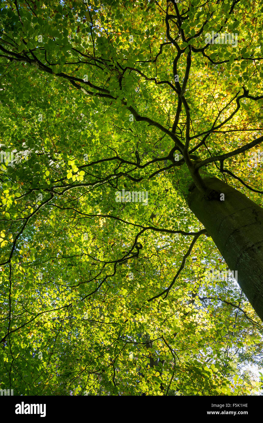 Looking up into the canopy of a big Beech tree in Autumn with leaves changing from green to gold. Stock Photo