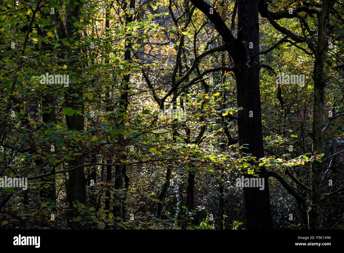 Sunlight on trees hi-res stock photography and images - Alamy