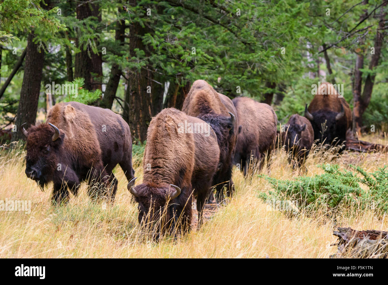 American Bison, Bison bison, (buffalo), Yellowstone National Park, Wyoming, USA Stock Photo