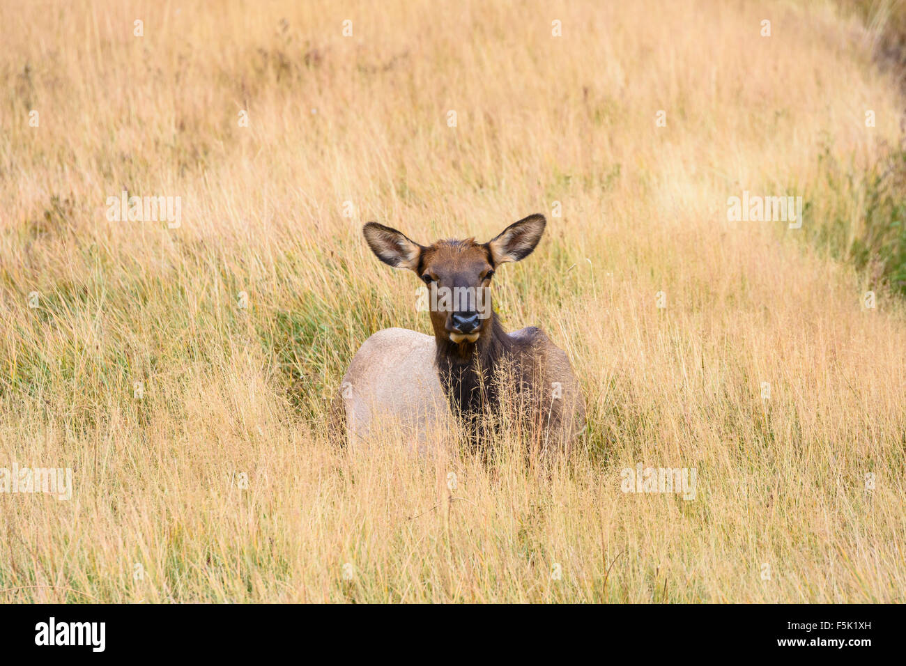 Elk, Cervus canadensis, Yellowstone National Park, Wyoming, USA Stock Photo