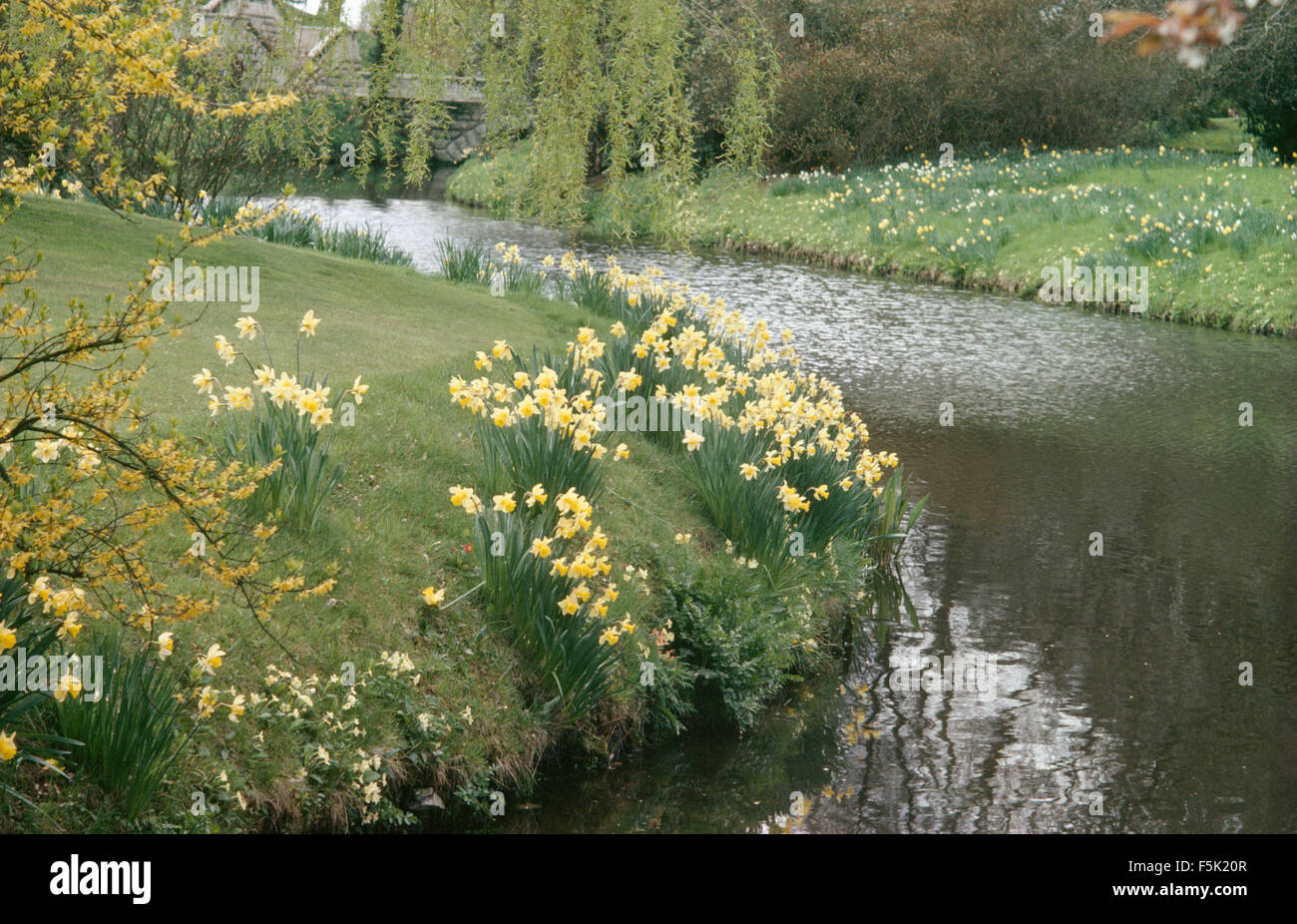 Daffodils growing on bank of river running through large country garden in Spring Stock Photo