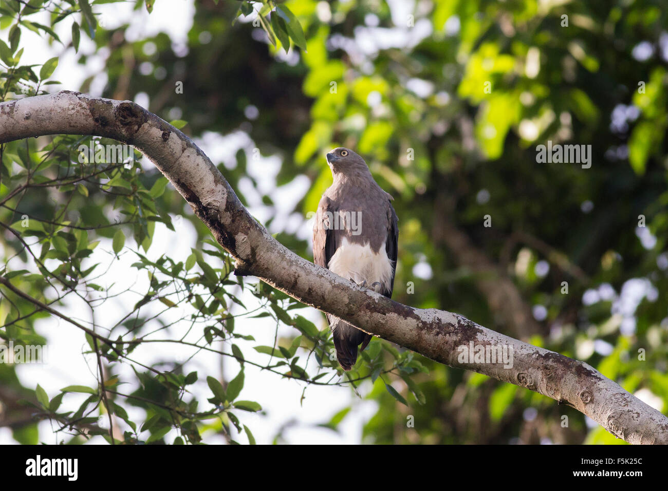 Eagle on a branch in Borneo Stock Photo