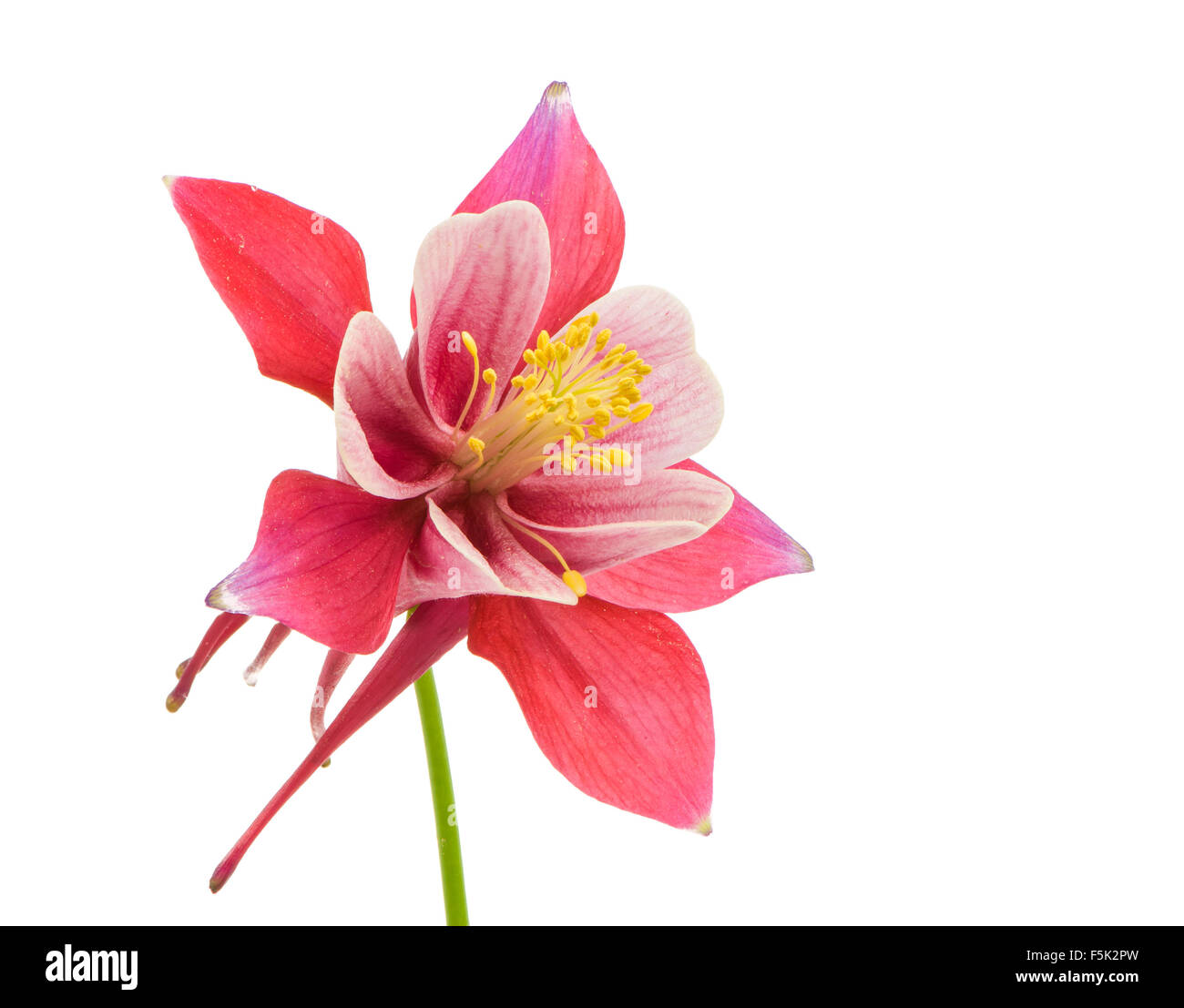 Isolated blossom of Columbine (Aquilegia) flower Stock Photo