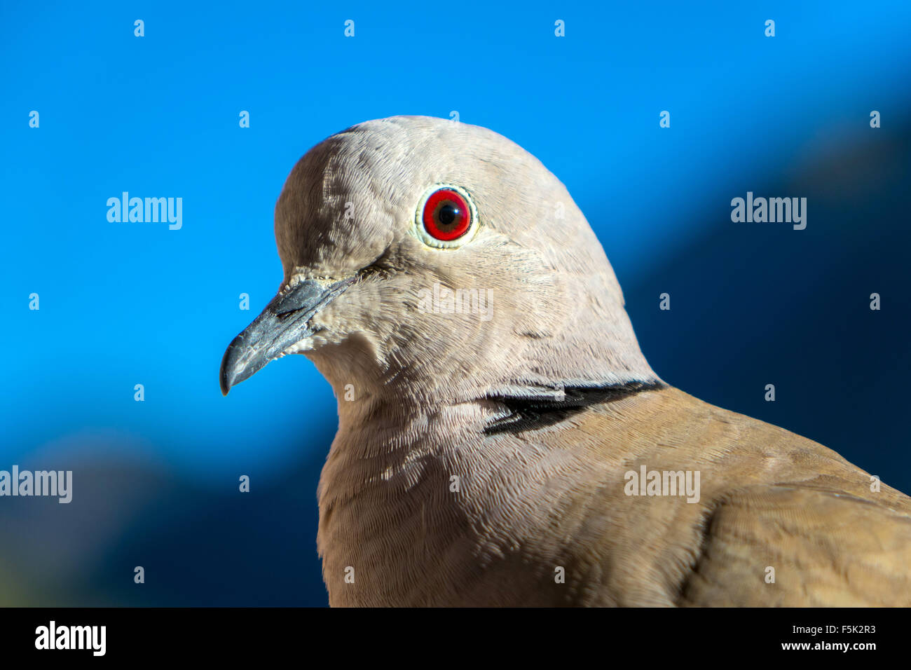Close-up of Collared Dove with ruby red eye pigeon Stock Photo