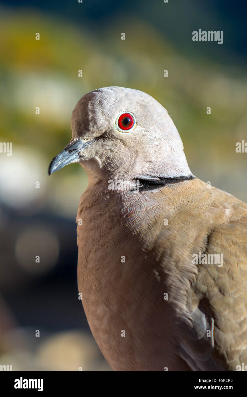 Close-up of Collared Dove with ruby red eye pigeon Stock Photo