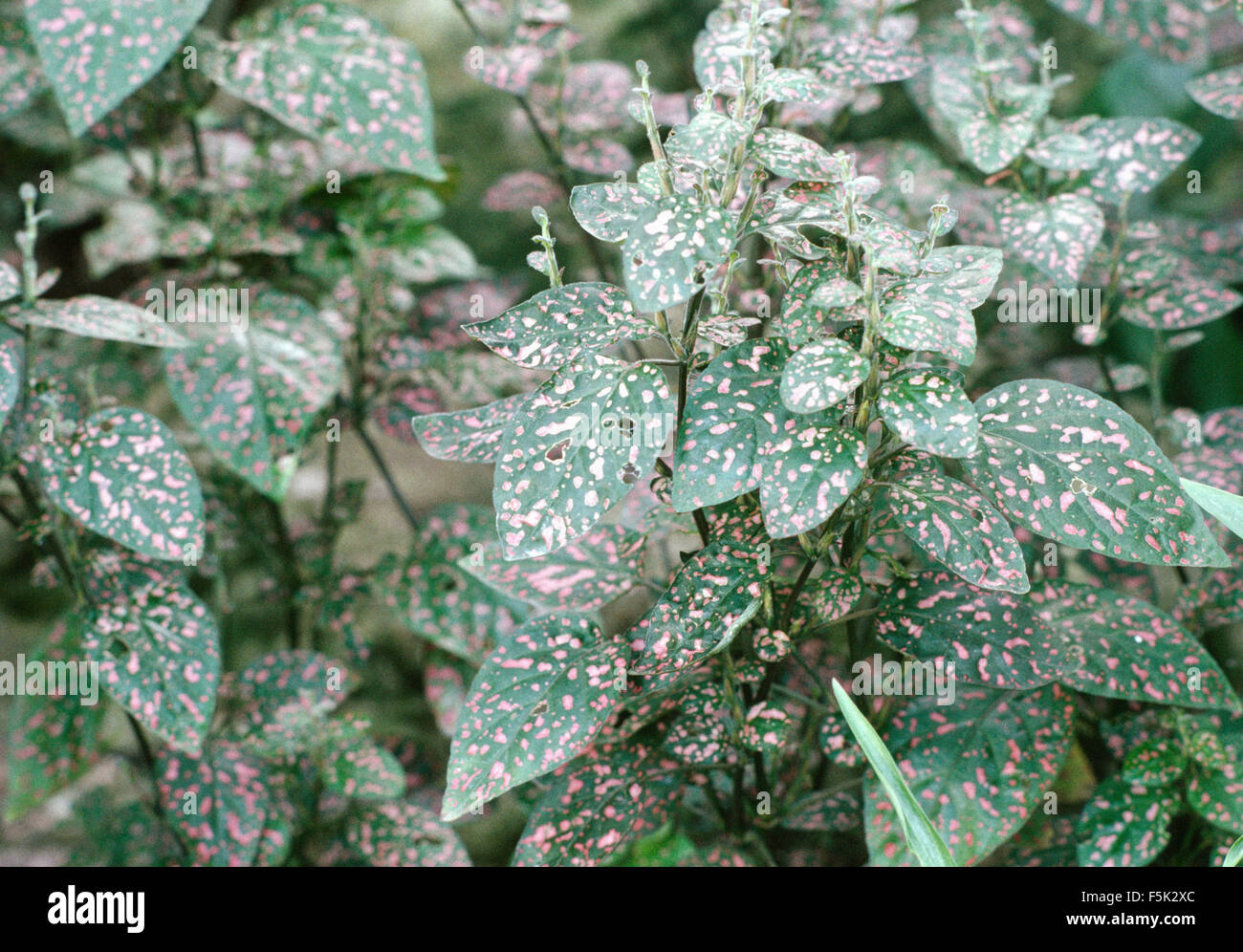 Close-up of a Hypoestes phyllostachya Stock Photo