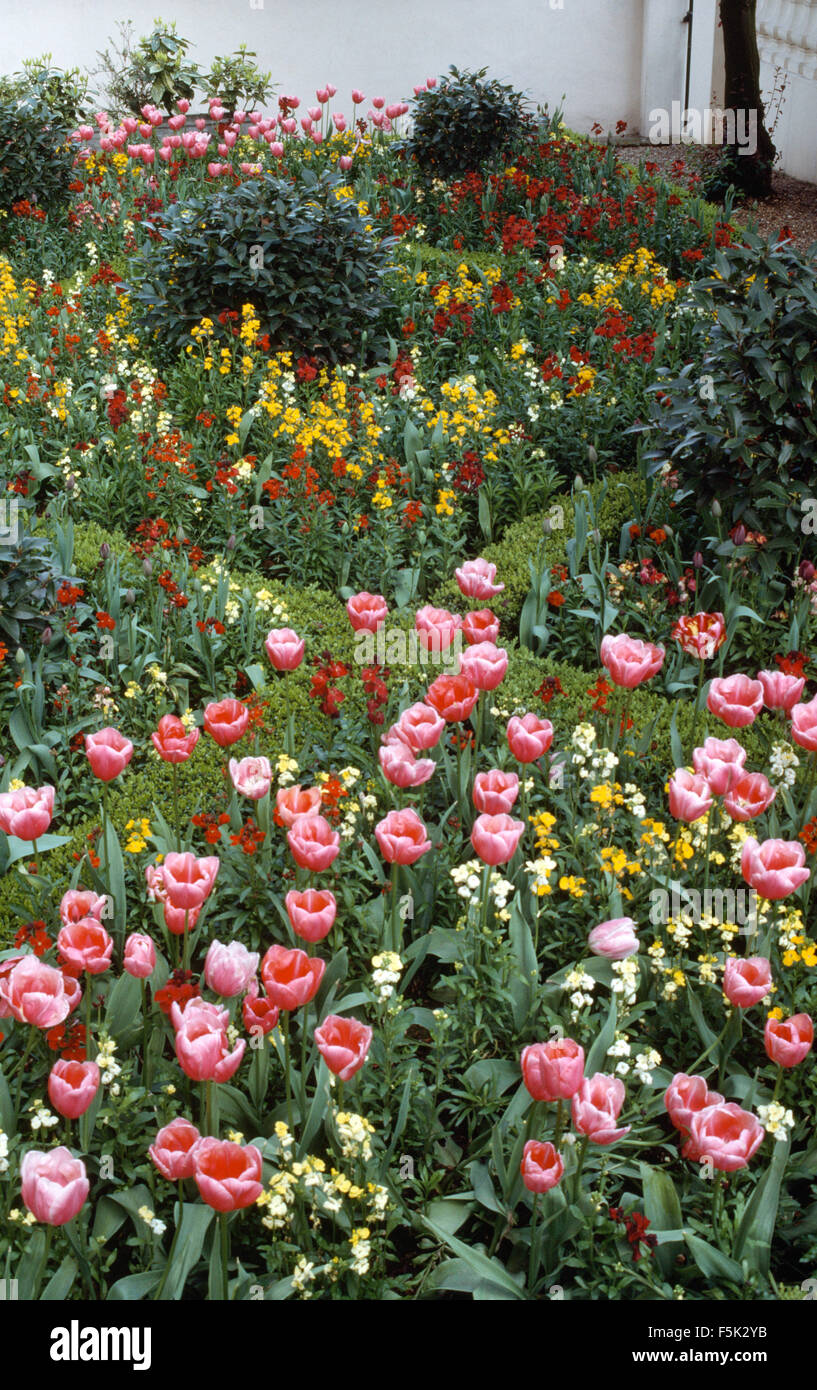 Pink tulips planted with colorful wallflowers in a formal diamond shaped knot garden in spring Stock Photo