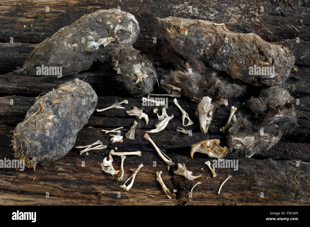 Contents of regurgitated Barn owl pellets (Tyto alba) showing bones and skulls of mice Stock Photo