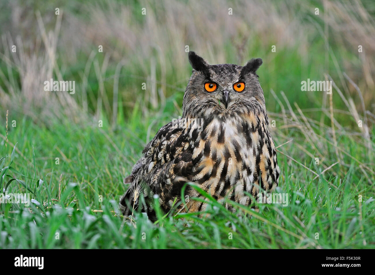 Eurasian eagle-owl / European eagle owl (Bubo bubo) sitting in the grass in meadow Stock Photo