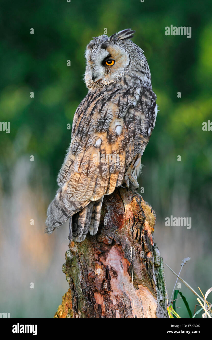 Long-eared owl (Asio otus / Strix otus) looking back from tree stump in meadow at forest's edge Stock Photo