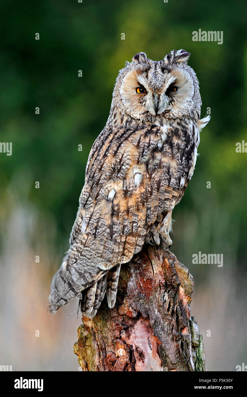 Long-eared owl (Asio otus) perched on tree stump in meadow at forest's edge Stock Photo
