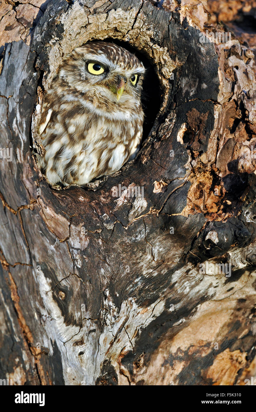 Little owl (Athene noctua) looking through nest hole in old tree Stock Photo
