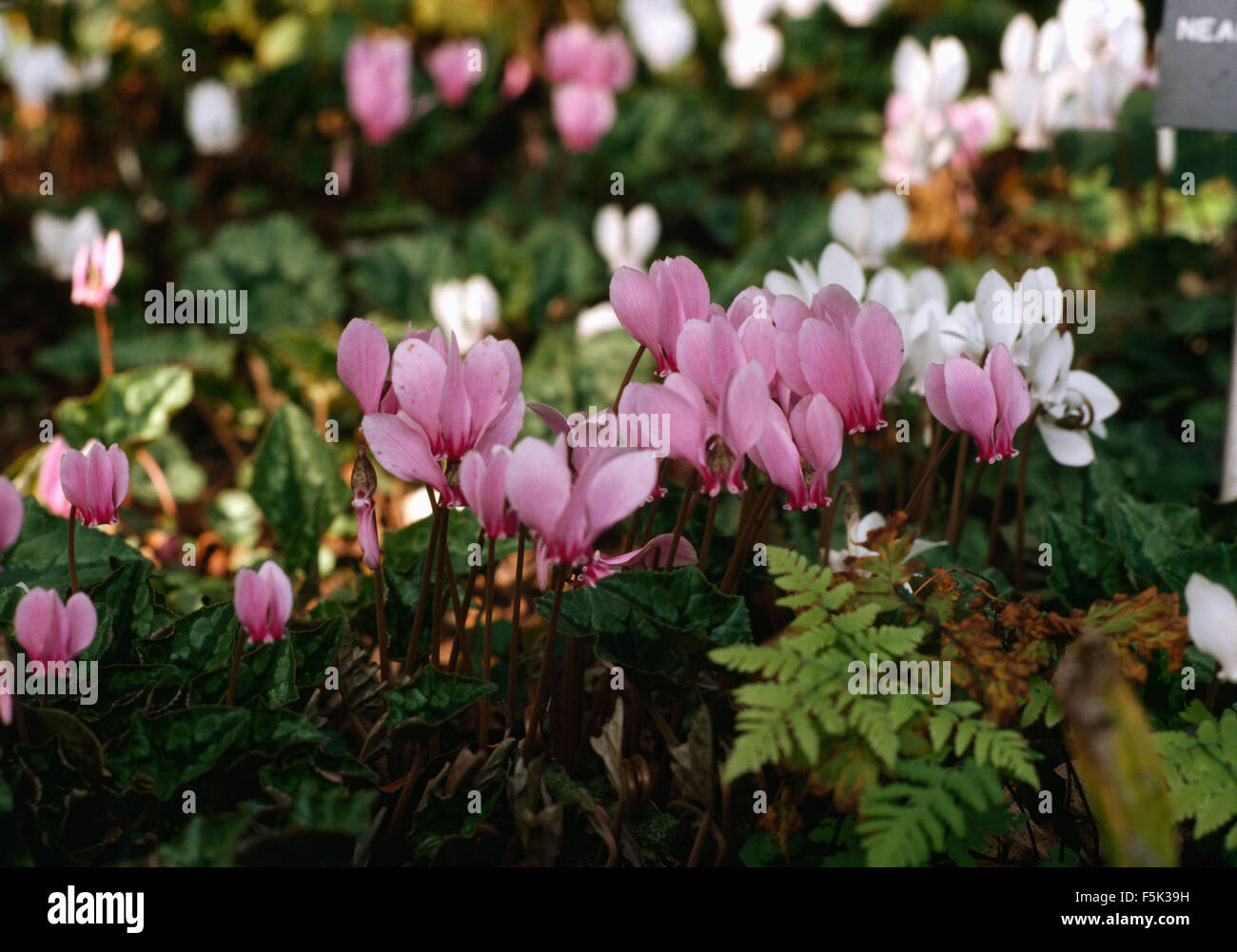 Close-up of pink and white Cyclamen Mirabile Stock Photo
