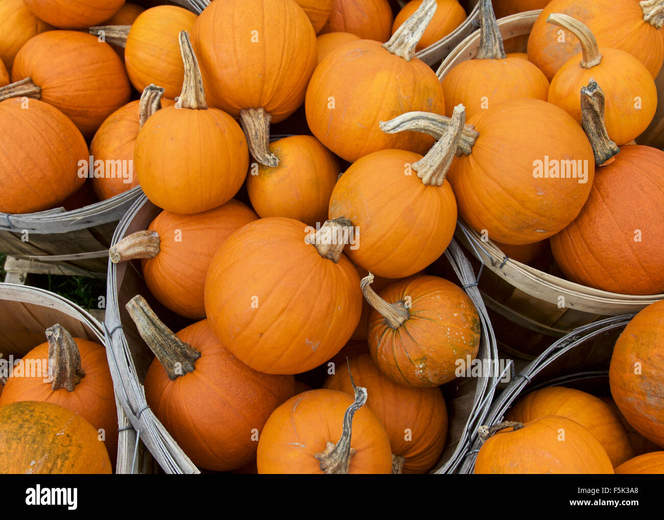 Orange Pumpkin in Fall Season Stock Photo