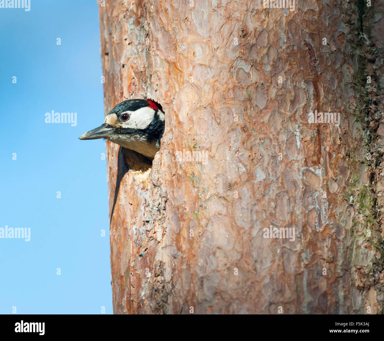 Greater spotted woodpecker Stock Photo