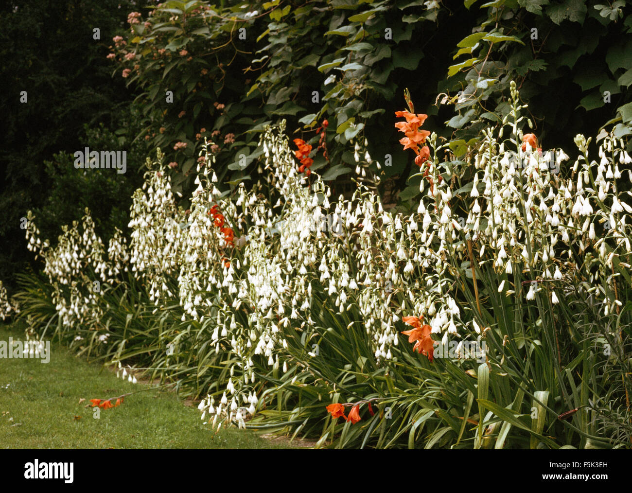 Close-up of white Galtonia in a summer border with orange gladiolus Stock Photo