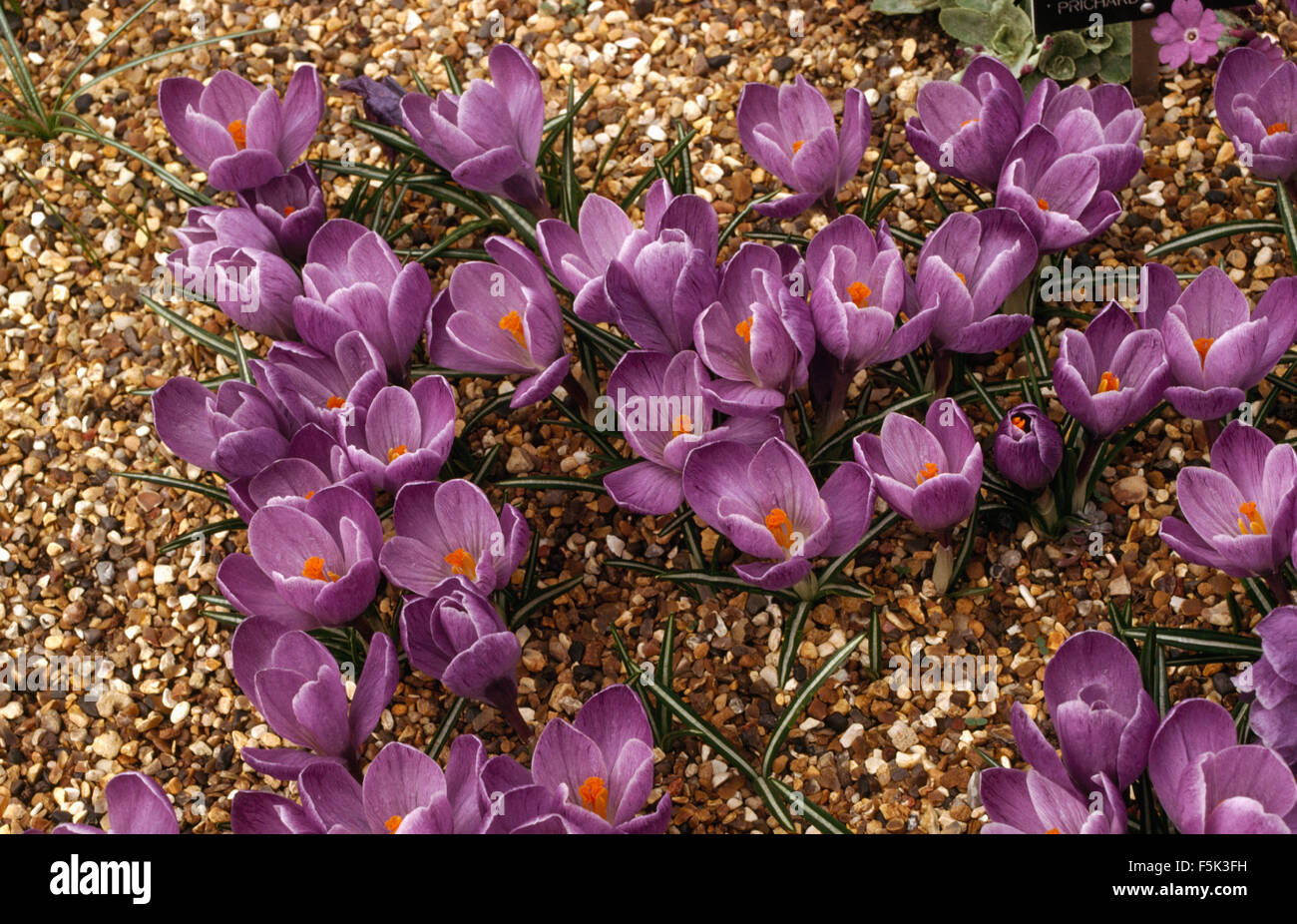 Close-up of purple Crocus Tommasinianus Stock Photo