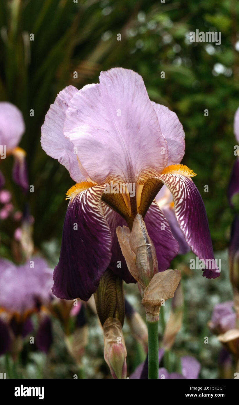 Mauve irises hi-res stock photography and images - Alamy