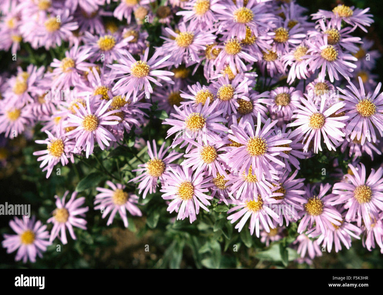Close-up of pale mauve Asters Stock Photo