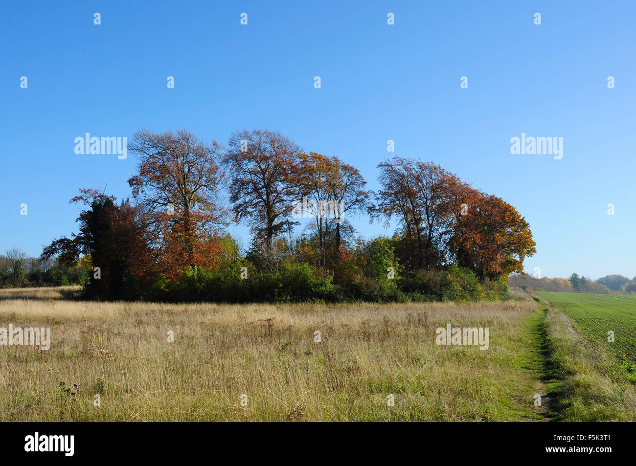 Group or copse of trees hi-res stock photography and images - Alamy