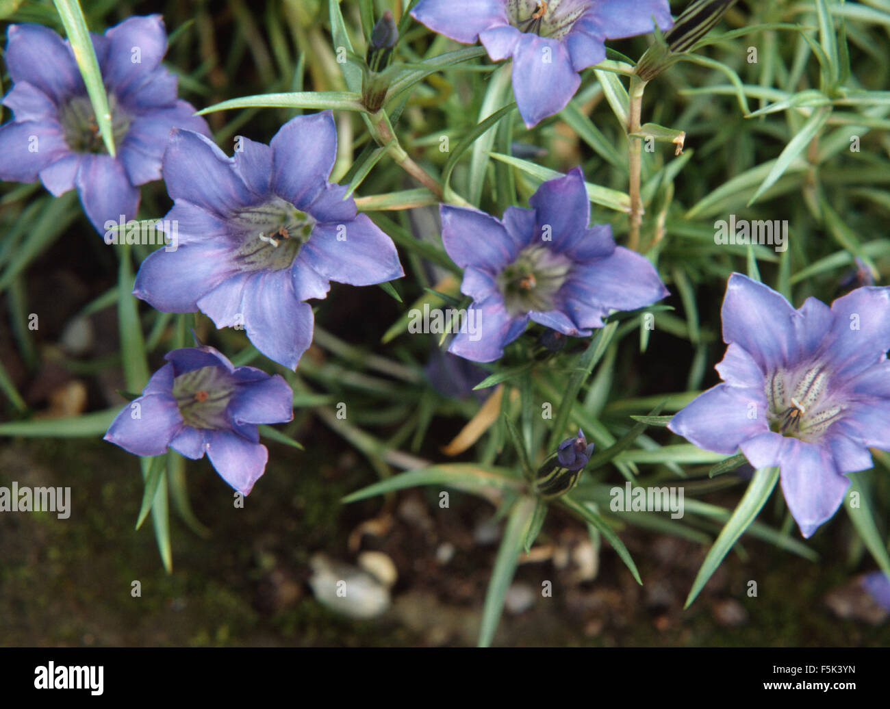 Close-up of blue gentians Stock Photo