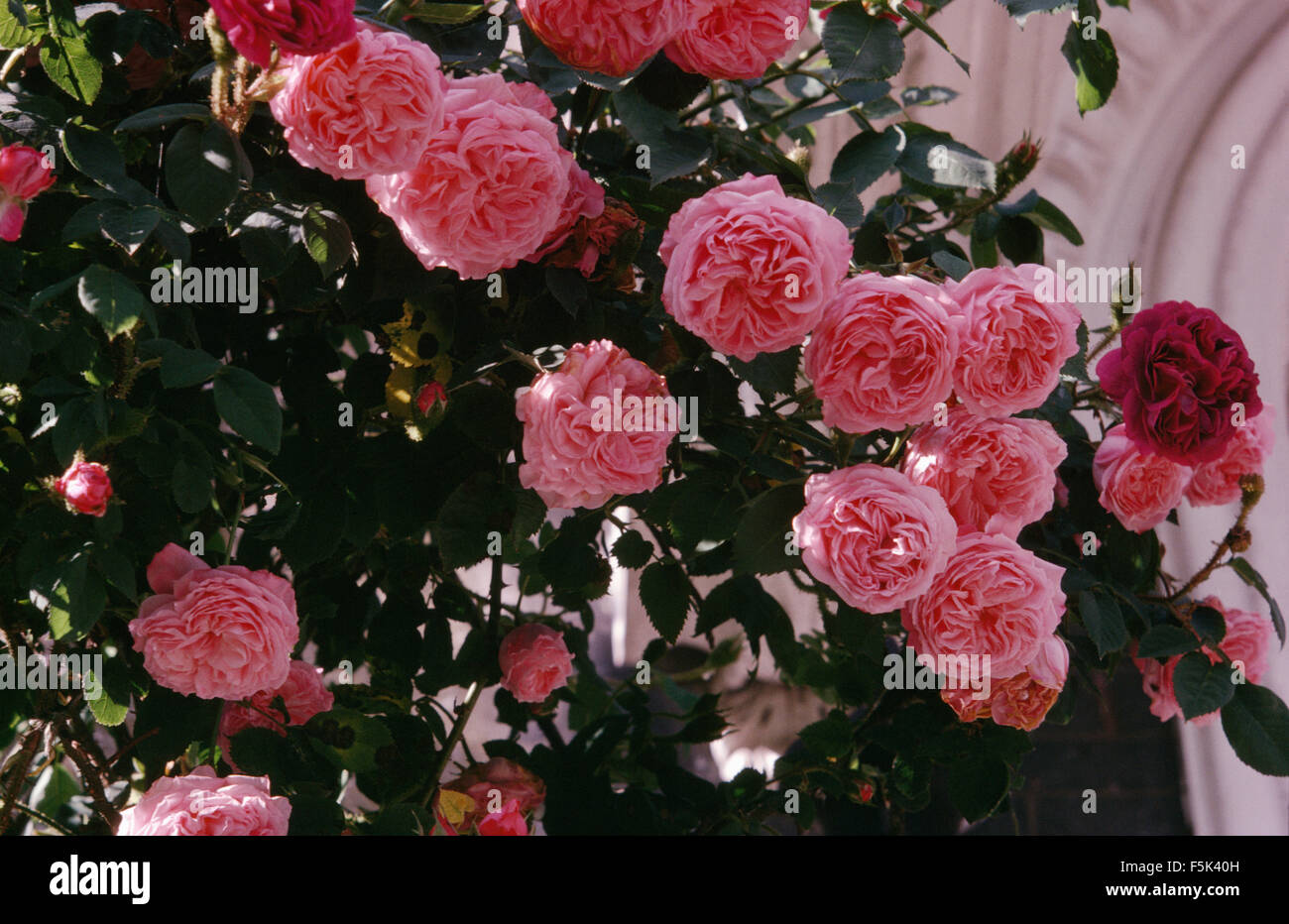 Closeup of pink climbing roses Stock Photo Alamy